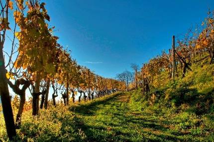 La storia del vino in Canton Ticino (inserita in galleria)