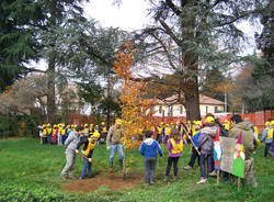 u201CMillofaggio Tradateseu201D: un albero simbolo d'amore (inserita in galleria)