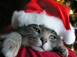 gatto natale 