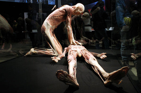 Body Worlds, come ci piace il corpo umano (inserita in galleria)
