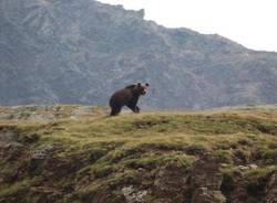 L'orso dei Grigioni (inserita in galleria)