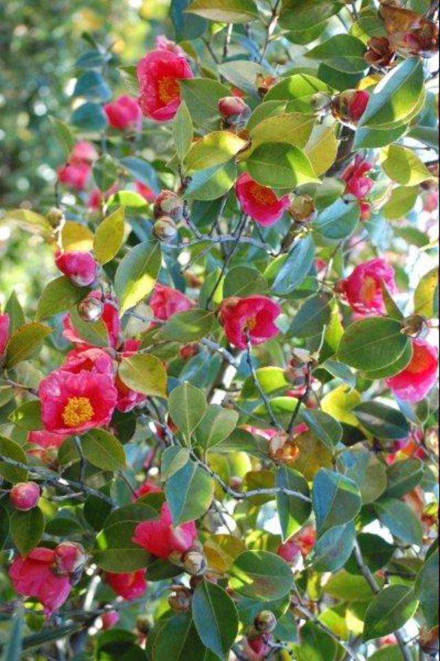 Camelia fucsia a fiore semplice - VareseNews