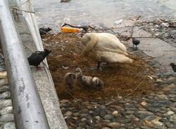 I cigni di Laveno "scacciati" dall'acqua alta (inserita in galleria)