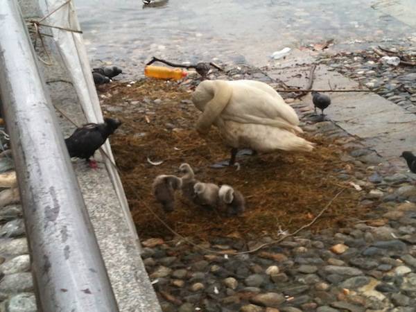 I cigni di Laveno "scacciati" dall'acqua alta (inserita in galleria)