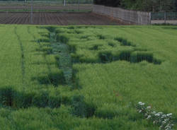 Strane forme nel campo di grano (inserita in galleria)