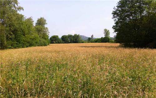 Il Parco Pineta a Vedano Olona (inserita in galleria)