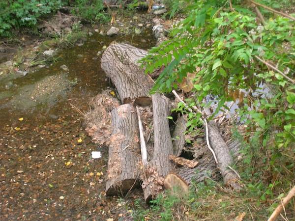 Tronco in mezzo al torrente (inserita in galleria)