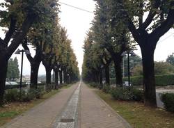 viale rimembranze cassano magnago autunno luoghi