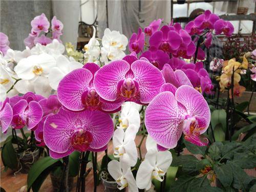 Le Orchidee di Morosolo (inserita in galleria)
