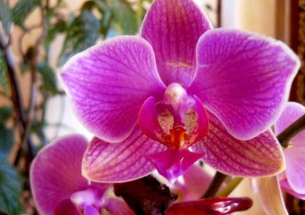 orchidea