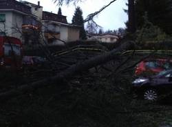 Albero caduto in via Cantoreggio (inserita in galleria)