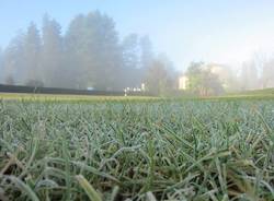 Erbe con brina al levar della nebbia