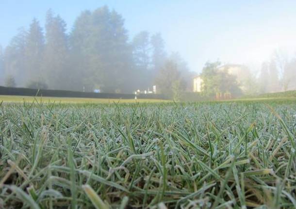 Erbe con brina al levar della nebbia