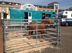 Bimbi a cavallo In piazza Repubblica (inserita in galleria)