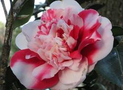 Camelia del Lago Maggiore