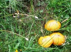 E' già tempo di funghi (inserita in galleria)
