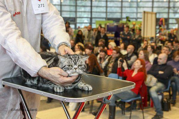 Cani e gatti protagonisti a Villa Erba  (inserita in galleria)