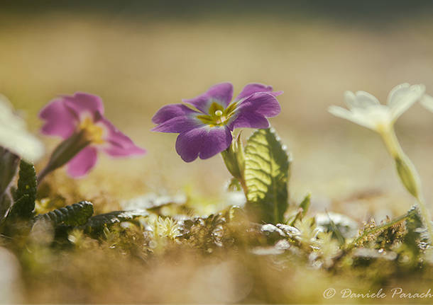 Primavera