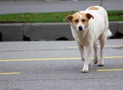 cane in strada