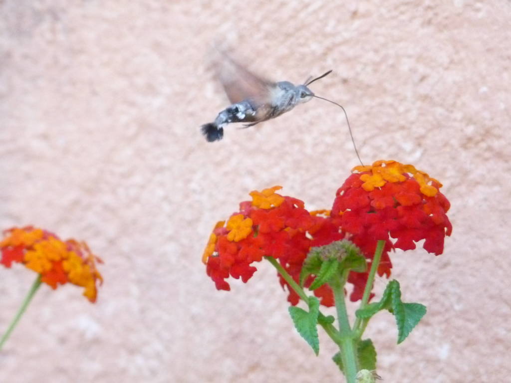 farfalla colibrì