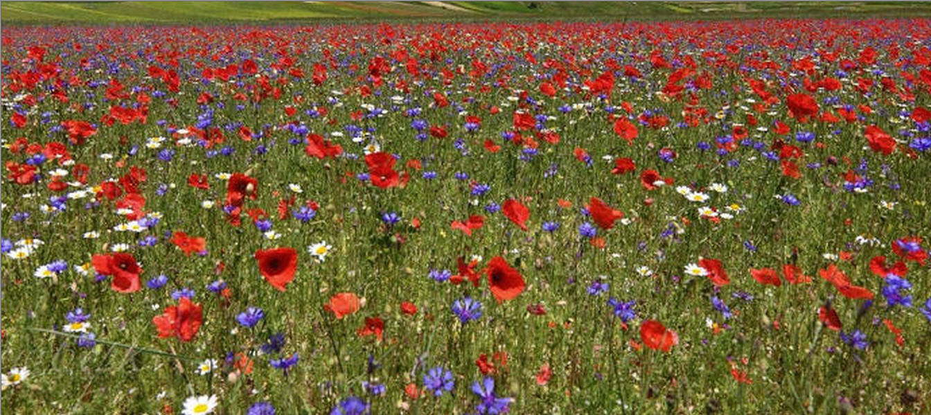 Un prato di papaveri e ?