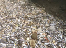 Lura ancora in secca, migliaia di pesci morti
