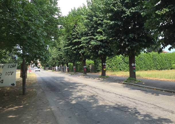 samarate san macario alberi tigli