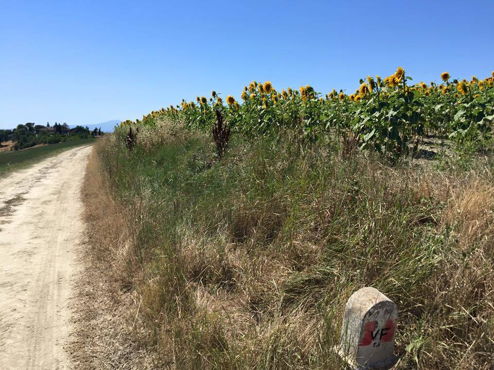 Via Francigena, dodicesima tappa: da Siena a Ponte d'Arbia