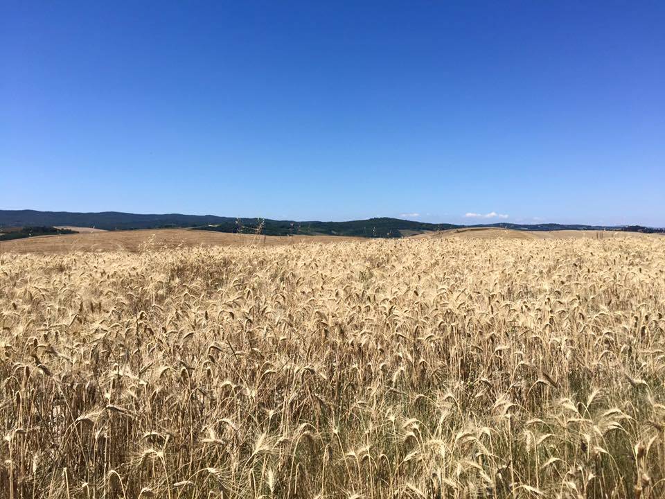 Via Francigena, dodicesima tappa: da Siena a Ponte d'Arbia