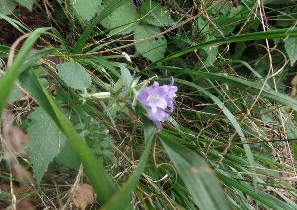 Il digitale e la Belladonna