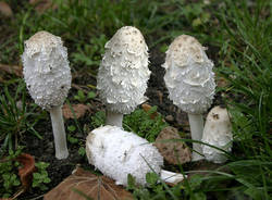 I funghi commestibili in provincia di Varese