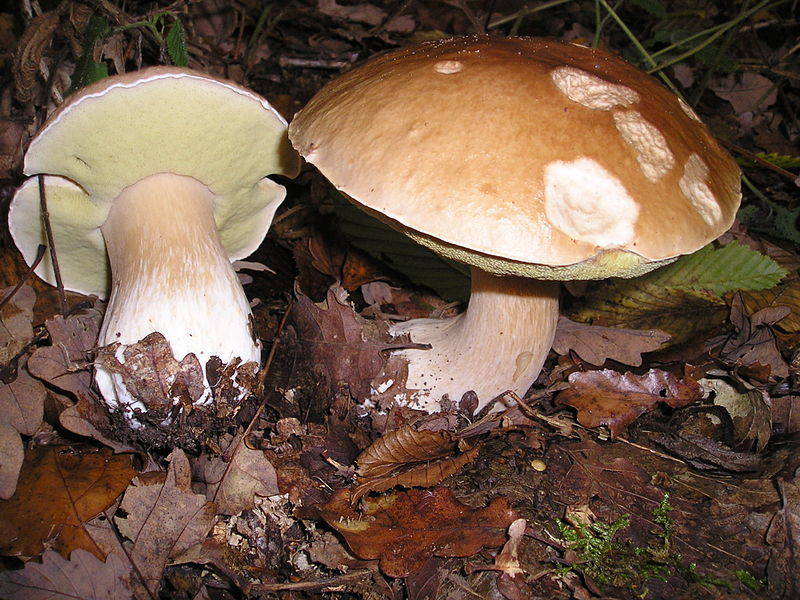 I funghi commestibili in provincia di Varese