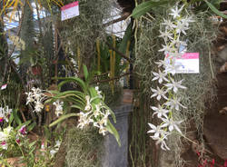 Orchidee in mostra