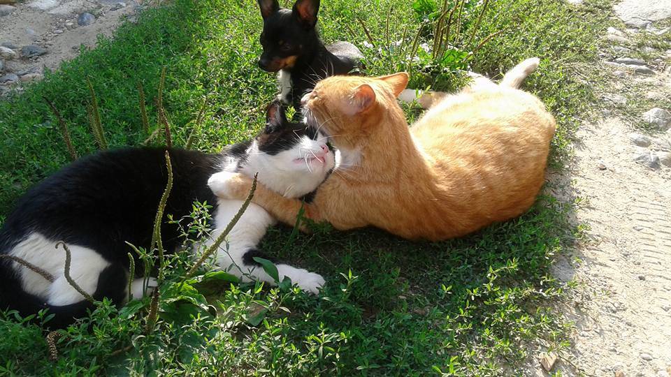 Cani e gatti che dormono (foto dei lettori)