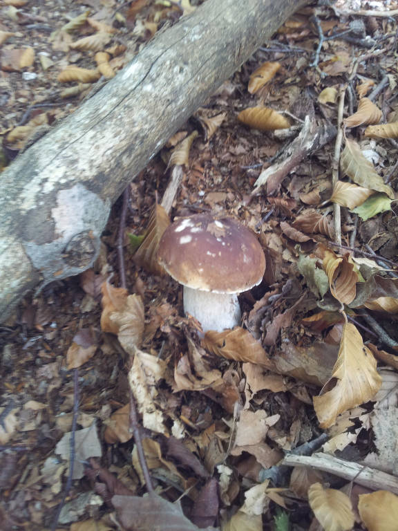 dumenza funghi 2015