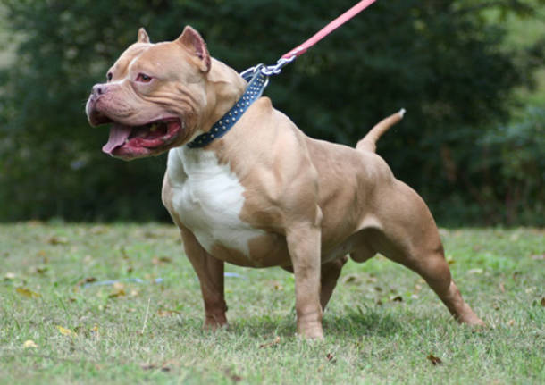 pitt bull