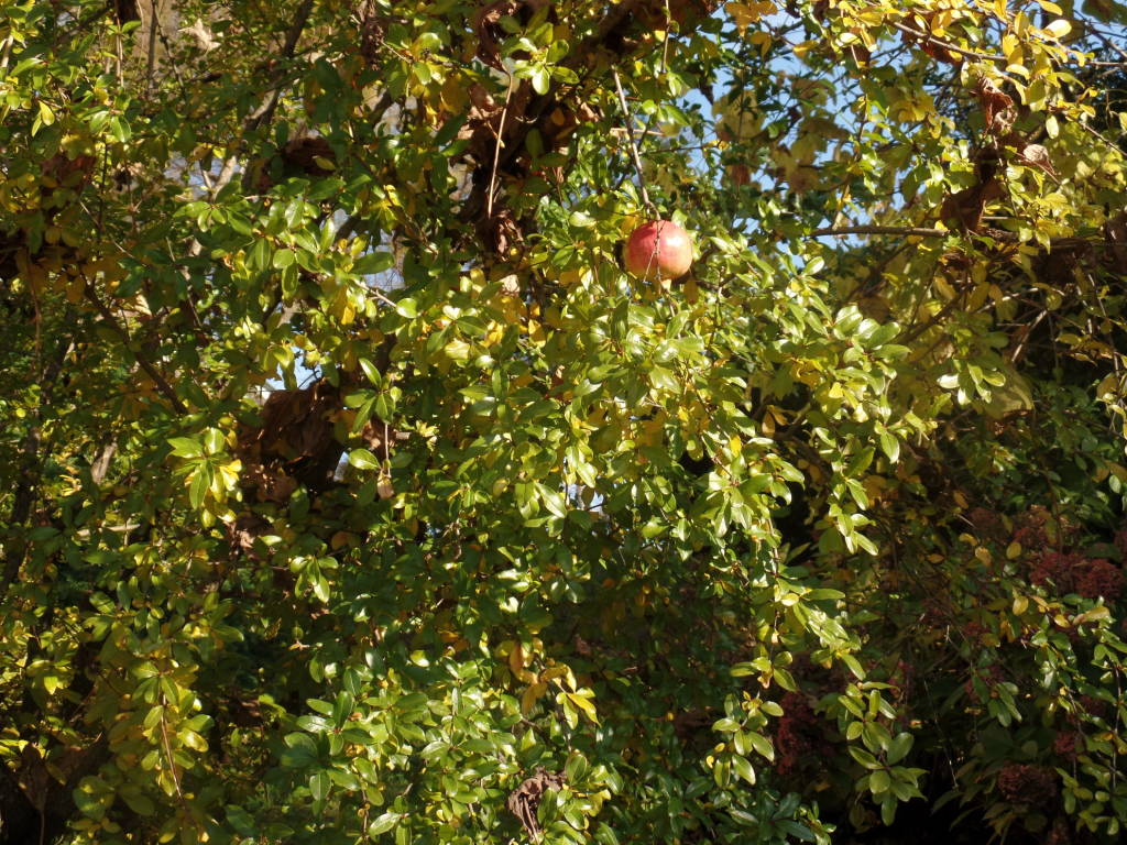 Gli alberi di Villa Ponti