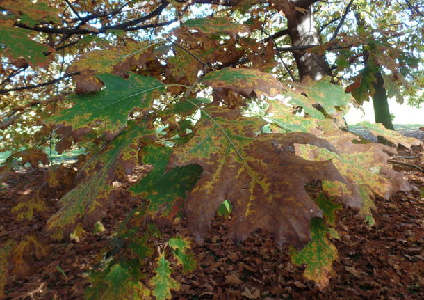 Gli alberi di Villa Ponti