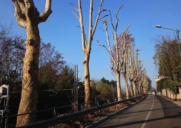 Jerago con Orago: manutenzione straordinaria per i platani di via Milano