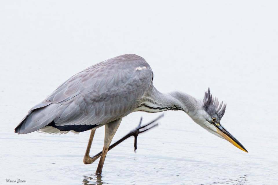 Gli aironi del lago di Varese