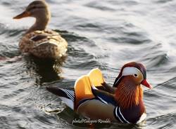 L'anatra mandarina nel lago di Varese