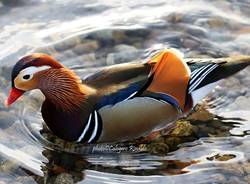 L'anatra mandarina nel lago di Varese