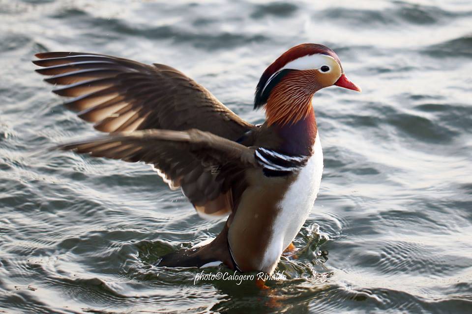 L'anatra mandarina nel lago di Varese