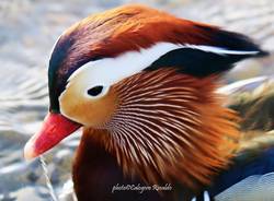 L'anatra mandarina nel lago di Varese