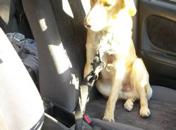 Cane chiuso in auto soccorso OK