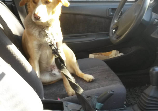 Cane chiuso in auto soccorso OK