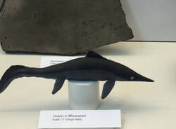 Il Museo dei Fossili di Besano