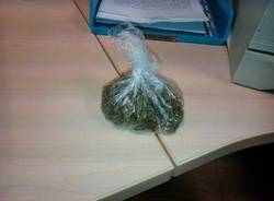 Polizia scopre piantagione di Marijuana
