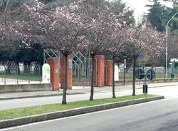 Primavera fiori alberi busto arsizio