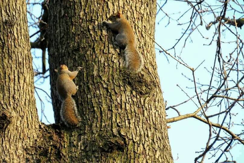 Scoiattoli al parco